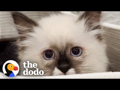 Everything This Girl Thought She Knew About Cats Was Wrong | The Dodo thumbnail