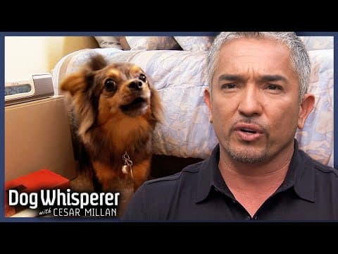 Nervous Dog Training To Overcome Fear | Dog Whisperer With Cesar Millan thumbnail