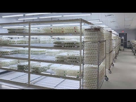 The Laboratory That Creates Your Houseplants thumbnail