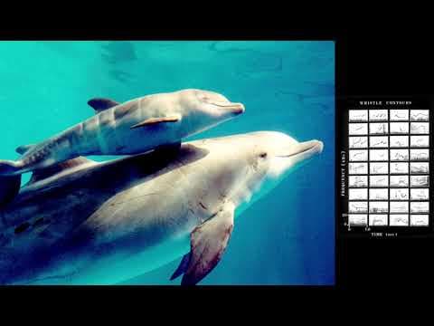 How Does Animal Communication Inform SETI Research? thumbnail
