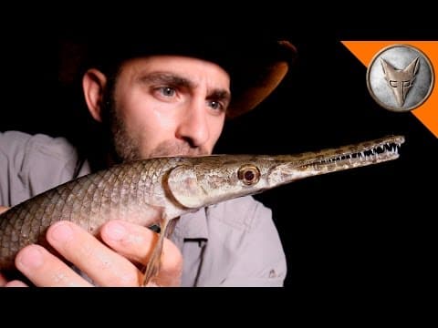 What Unique Creatures Can You Find in Texas at Night? thumbnail