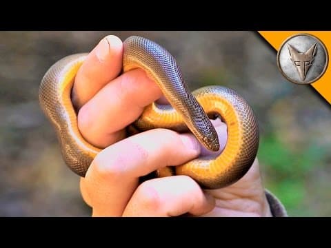 Can a Snake Help Overcome Your Fear of Snakes? thumbnail