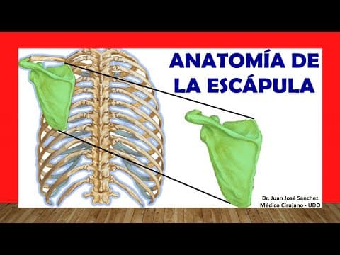 🥇 Anatomía de la ESCÁPULA (Omóplato). ¡Fácil, Rápida y Sencilla! thumbnail
