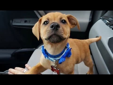 When your dog is your source of happiness 🐶 thumbnail