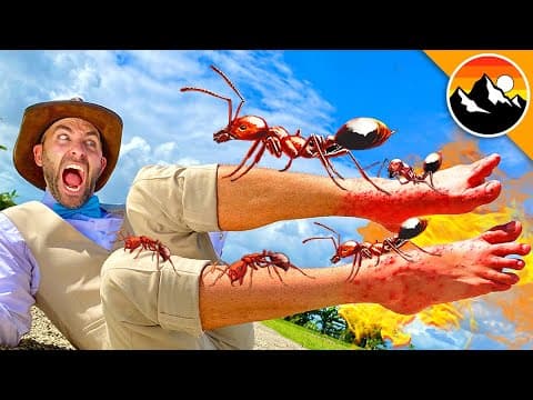 How Bad Does It Hurt to Get Stung by Fire Ants? thumbnail