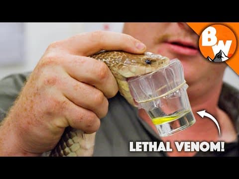 What Does It Take to Milk the Deadliest Snakes? thumbnail