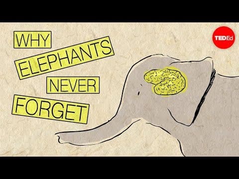 Why elephants never forget - Alex Gendler thumbnail