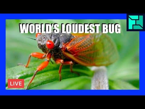 What Makes Cicadas the Loudest Insects on Earth? thumbnail