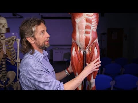 Skeletal muscle anatomy introduction thumbnail