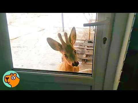 Two Wild Deer Visit Every Day To Play With Kids | Cuddle Buddies thumbnail
