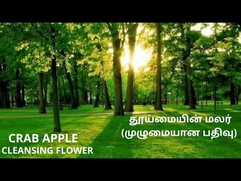 மலர் மருத்துவம் CRAB APPLE முழுமையான பதிவு 28ஆவது மலர் (28) thumbnail