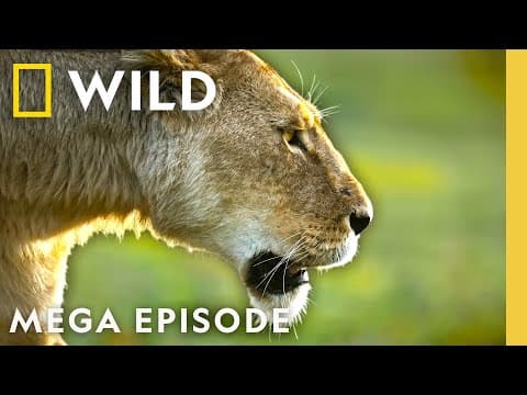 Queens: Animal Kingdom Royalty | MEGA EPISODE | Nat Geo Animals thumbnail