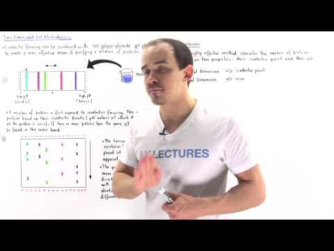 Two-Dimensional Gel Electrophoresis thumbnail