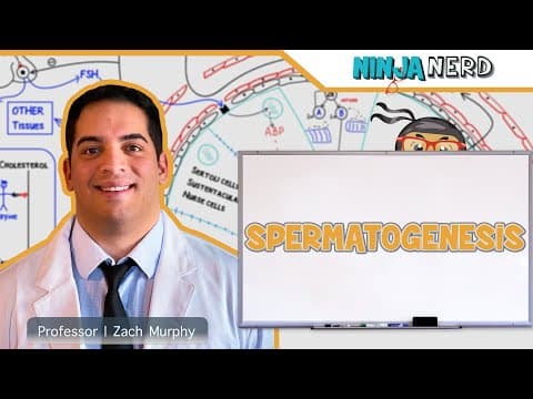 How does the brain control spermatogenesis? thumbnail