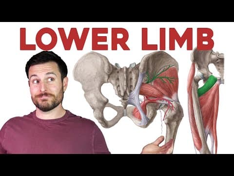 How to Remember Every Muscle of the Lower Limb and Leg | Corporis thumbnail