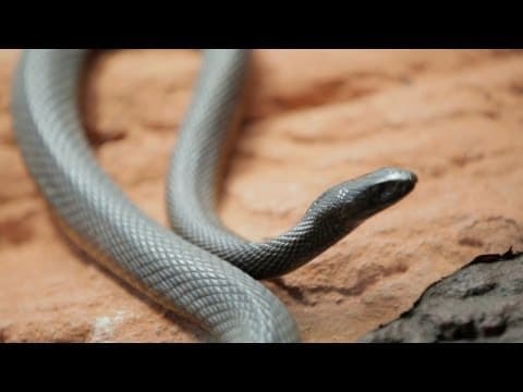 Why Do Venomous Animals Live In Warm Climates? thumbnail