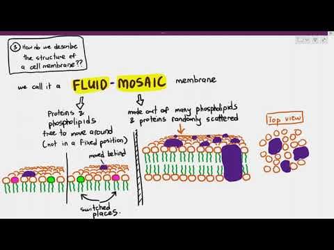 4-2 The Fluid Mosaic Structure (Cambridge AS & A Level Biology, 9700) thumbnail