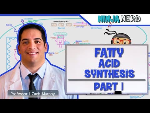 What Is Fatty Acid Synthesis and When Does It Occur? thumbnail