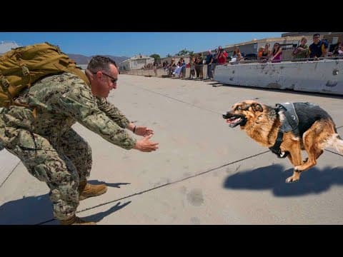 Most Emotional Dogs Reunions with Their Owners That Will Melt Your Heart ❤️ thumbnail