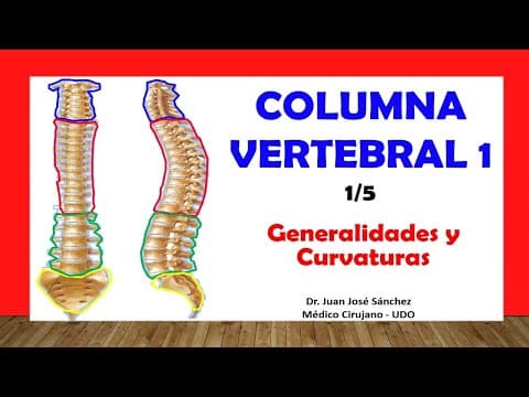 🥇 COLUMNA VERTEBRAL 1/5  - Generalidades, Curvaturas. Fácil y Sencillo thumbnail