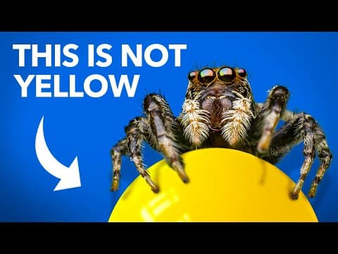 What Jumping Spiders Teach Us About Color thumbnail