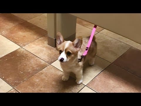 Sometimes my dog forgets how to be a dog thumbnail
