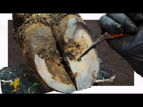 can YOU spot the BIG STONE hidden in this cows foot???? (I didn’t 😟) thumbnail
