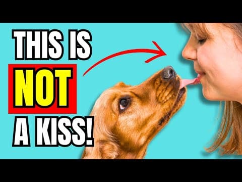 When Dogs LICK YOU, This Is What It REALLY Means (It's NOT Cute!) | K9Pedia thumbnail