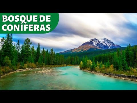 El BOSQUE DE CONÍFERAS: fauna, flora, localización en el mundo, características, clima🌲 thumbnail