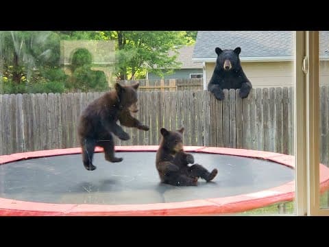 When Animals Think No One's Watching 😂 Backyard Edition thumbnail