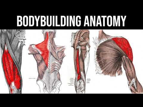 Muscle Anatomy for Bodybuilding 2025 - Best Exercises, Muscle Functions thumbnail