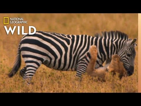 Lion Pride Catches Zebra | Africa's Big Five thumbnail