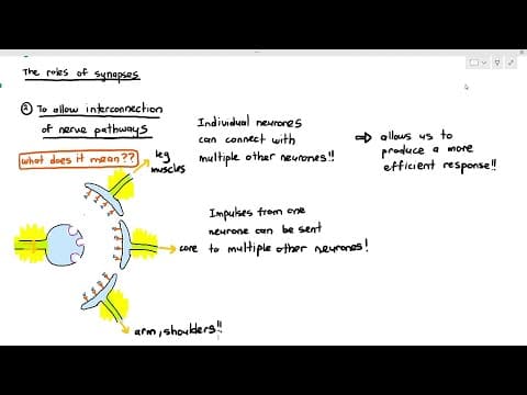 15-13 Role of Synapses (Cambridge AS A Level Biology, 9700) thumbnail