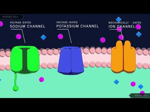 What Is an Action Potential in Neurons? thumbnail