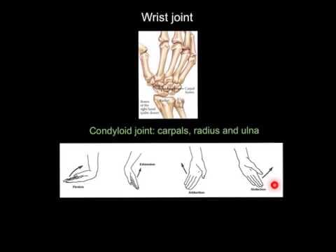 Joints and Movements thumbnail