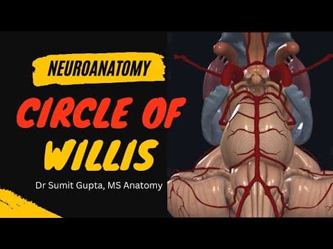 Circle of Willis anatomy | blood supply of brain anatomy thumbnail