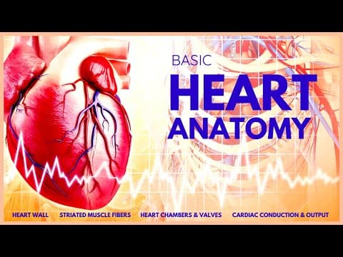 Basic Anatomy of the Human Heart (3D Physiology Animation) thumbnail