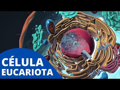 La CÉLULA EUCARIOTA explicada: sus organelos celulares, características y funcionamiento🦠 thumbnail