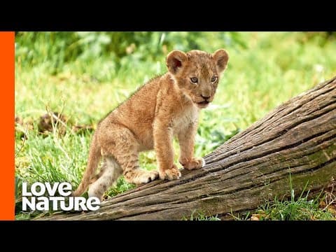 These Newborn Lion Cubs Are Ready to Take On the World! thumbnail