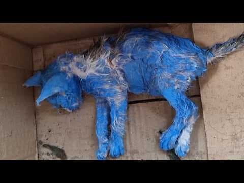 Kitten Got Sprayed Blue For Fun Like A Toy Then Discard Like Trash | She Shook In Fear In The Rain. thumbnail