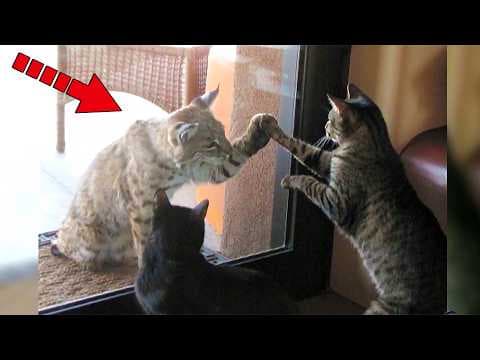 This Bobcat Visited House Cats Every Day. Then One Day, Everyone Was Shocked! thumbnail