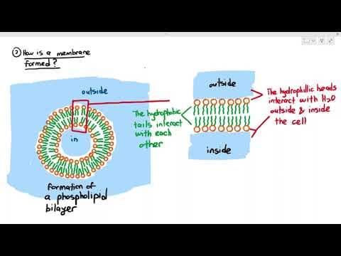 4-1 Formation of the Phospholipid Bilayer (Cambridge AS & A Level Biology, 9700) thumbnail
