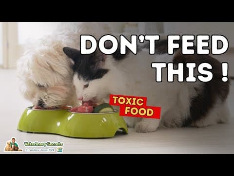 15 Toxic Foods Dogs And Cats Should Never Eat thumbnail