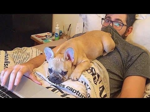 When funniest French Bulldogs comes into your life 🤣 thumbnail