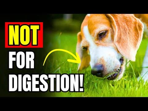 If Dogs EAT GRASS, This Is What It Really Means thumbnail