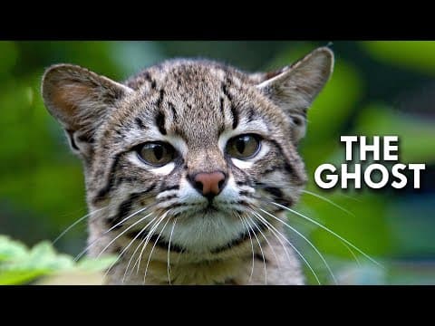 Geoffroy's Cat: The Ghost of South America thumbnail
