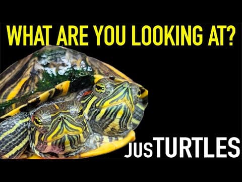 Visiting the Premier Breeder of Designer Turtles thumbnail