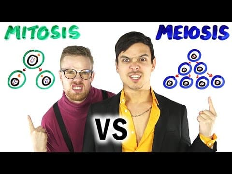 What’s the Difference Between Mitosis and Meiosis? thumbnail