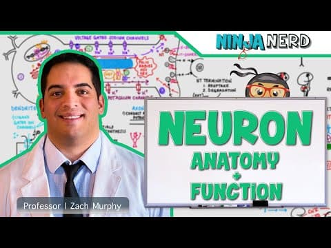 How Do Neurons Receive and Transmit Signals? thumbnail
