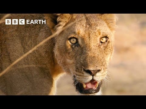 🔴 LIVE: Amazing Animals of Africa | BBC Earth thumbnail